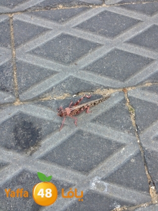 newjaradmina2yafa39 (4).JPG